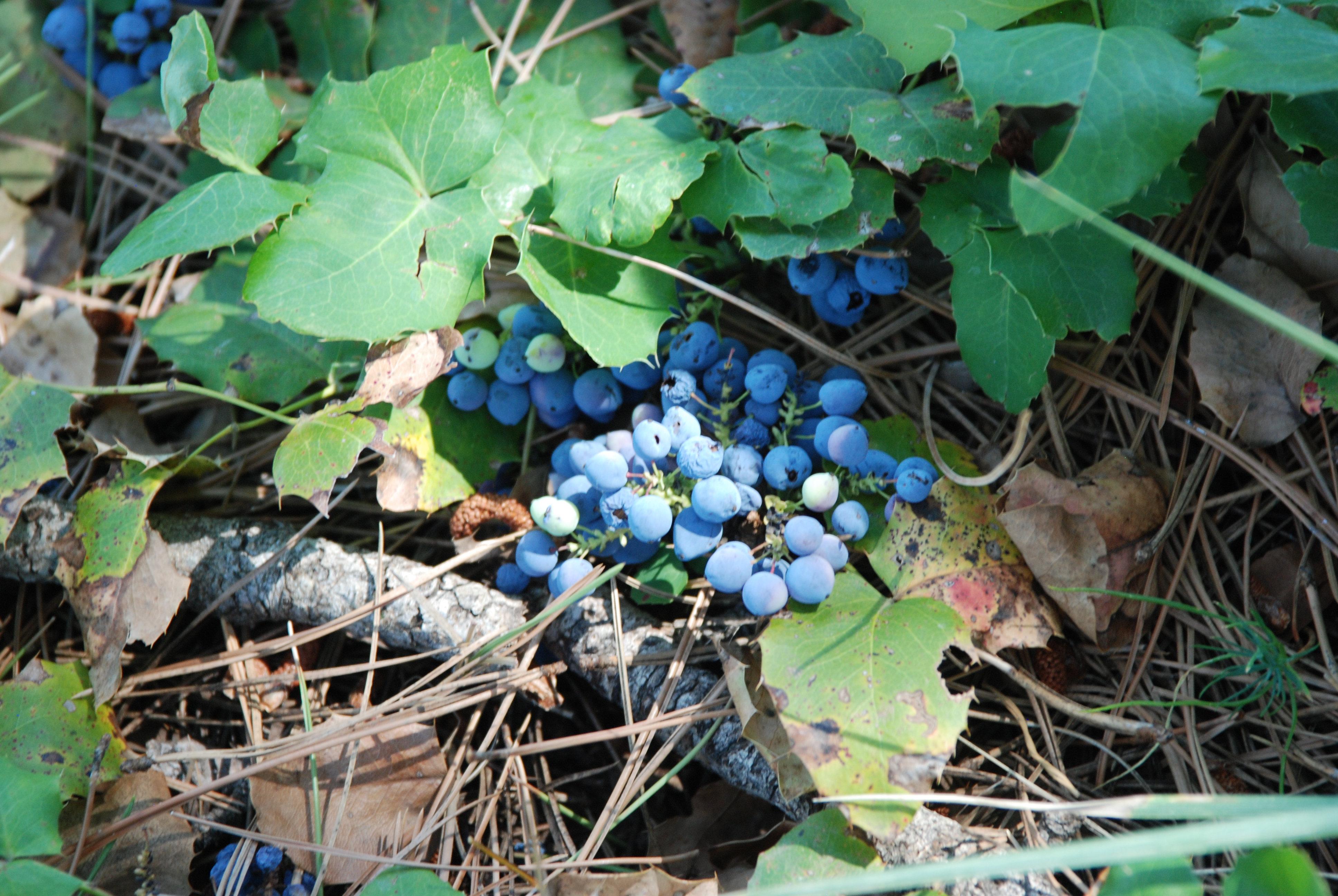 Mahonia repens leaves and fruit