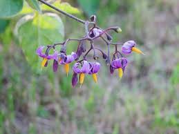 Deadly nightshade plant