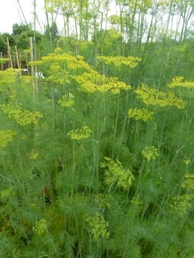Yellow flowers and light green fronds of dill