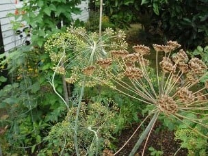Herb of the Month: Dill – History and Uses