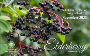 Picture of Herb of the Month screensaver for November 2025 Elderberry