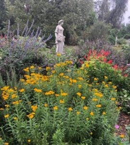 Photo of Tagetes lucida in a garden bed