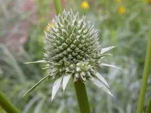 Eryngium flower