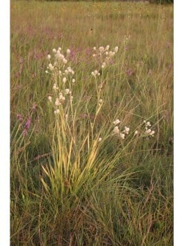 Eryngium in native habitat