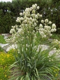 Eryngium whole plant