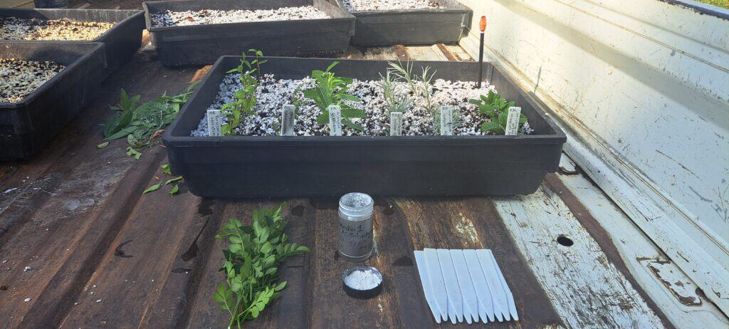 Herb seedlings growing in a black tray on a wooden surface.