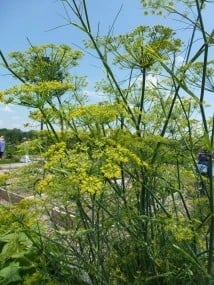 Yellow flowers of fennel