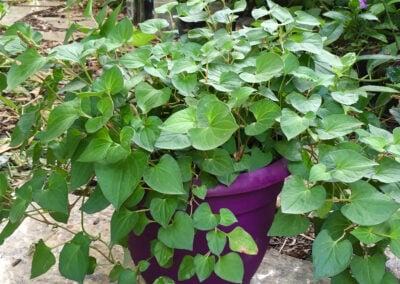 Growing Asian Culinary Herbs Beyond the Tropics: Four Plants to Try
