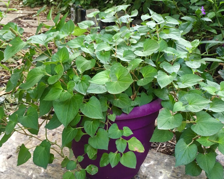 Growing Asian Culinary Herbs Beyond the Tropics: Four Plants to Try