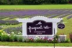 Fragrant Isle Lavender Farm & Shop