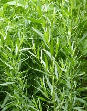 Thin green leaves of french tarragon