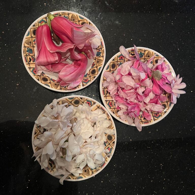 Syrupy Sweet Magnolias!