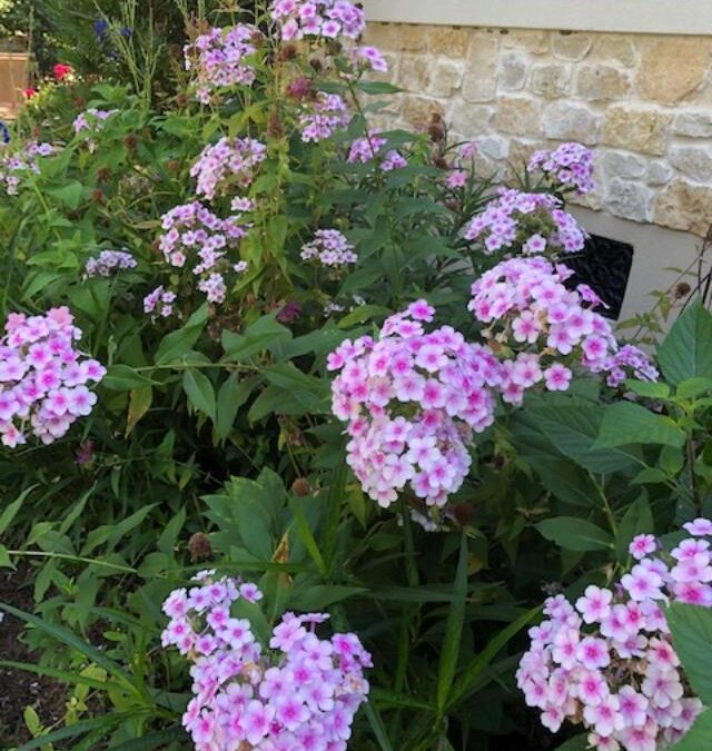 Enjoy Your Garden on Labor Day