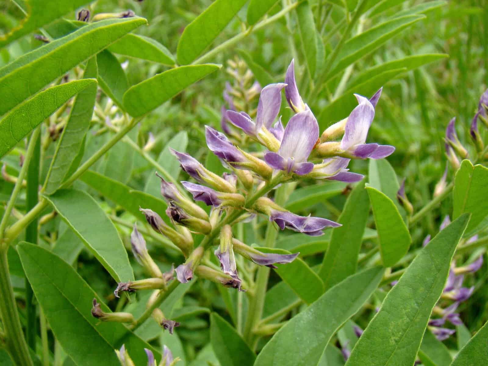 Purple licorice flowers blooming among green leaves in a garden setting.