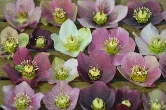 Hellebore, Secrets of a Dark Lady