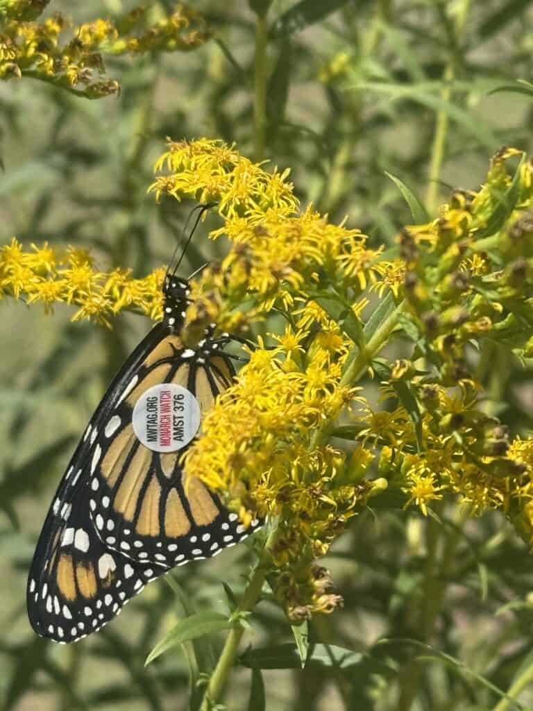Monarch butterfly feeding on yellow goldenrod flower in a garden.