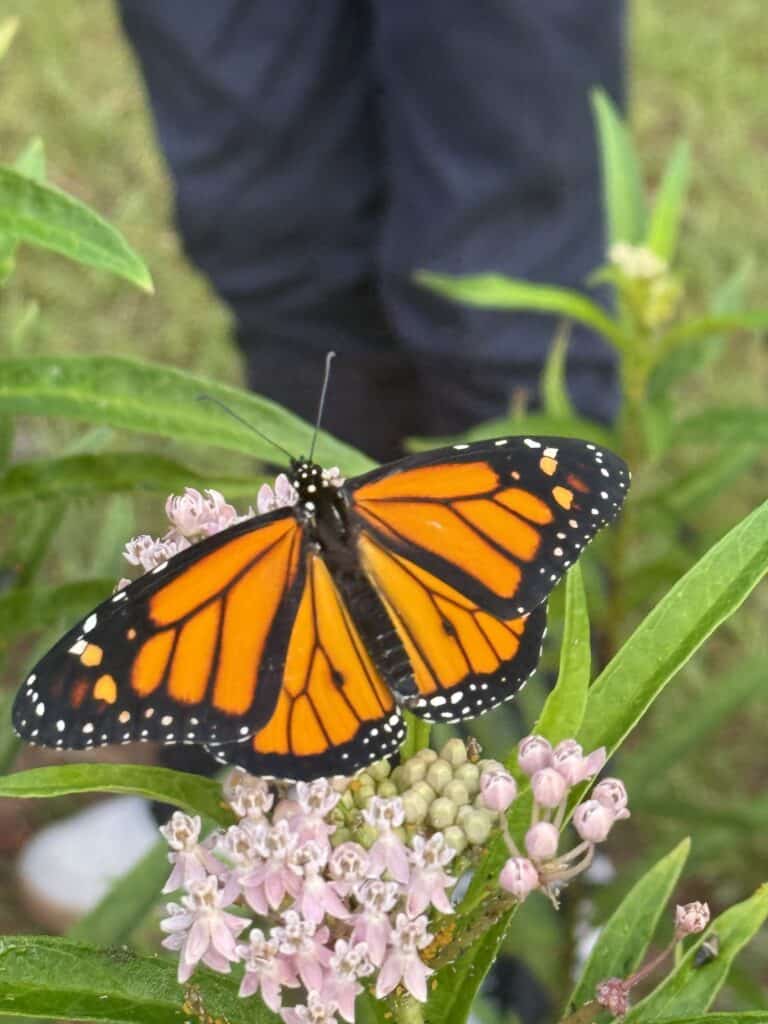 Monarch butterfly resting on pink milkweed flowers in a garden.