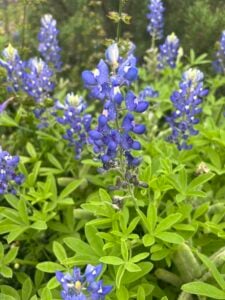 Photo of Texas bluebonnets
