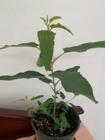 Small lemon eucalyptus in a black pot on a table