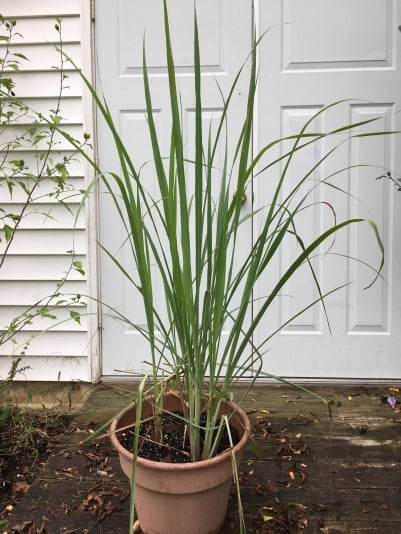 Lemon grass in september