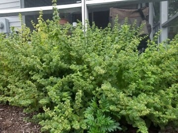 Lemon balm