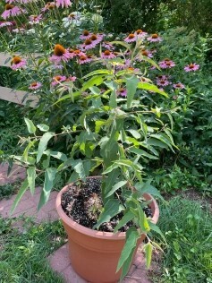 Lemon eucalyptus in a terra cotta pot, with echinacea in the background