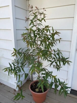 Lemon Eucalyptus