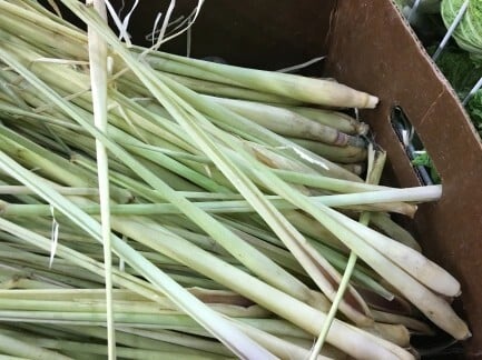Add Lemongrass to Your Garden Plans
