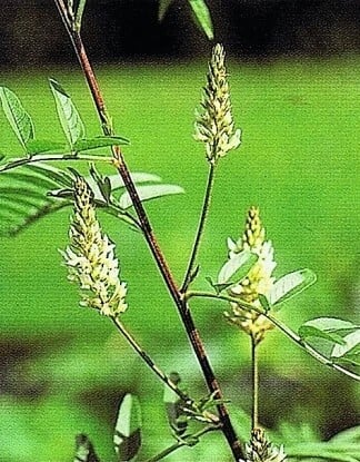 Divided leaves and white flowers of licorice