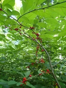 Lindera benzoin fruit