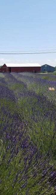 Luvin Lavender