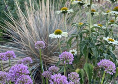 The Herbal Landscape