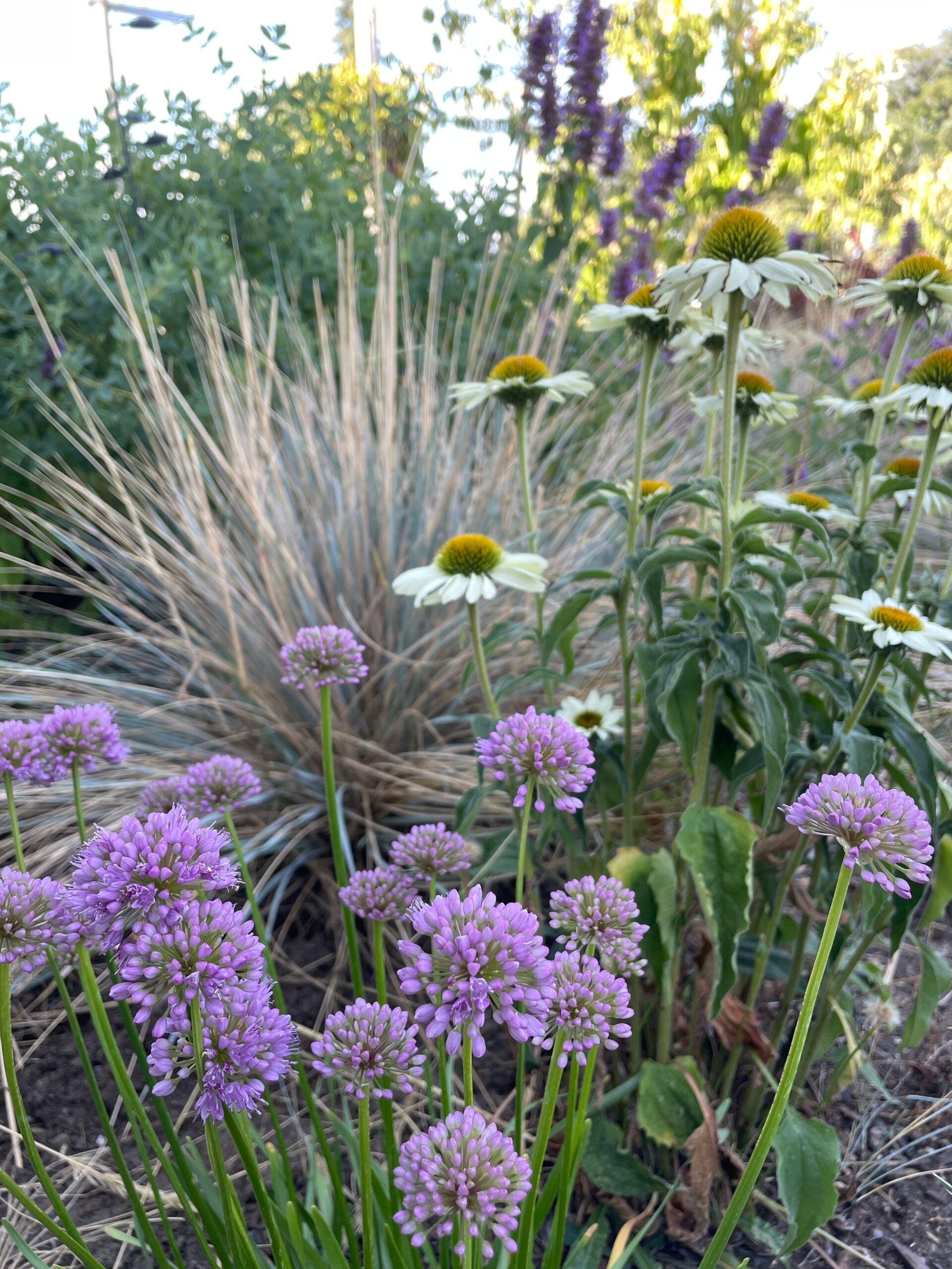 The Herbal Landscape