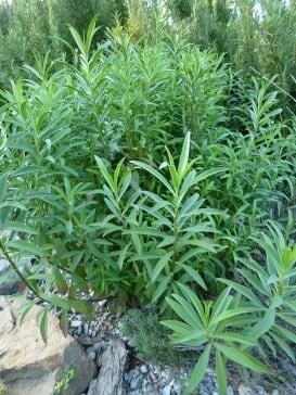 Long thin leaves of mexican marigold