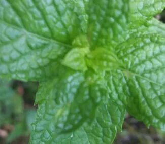 Any Mint, but Peppermint