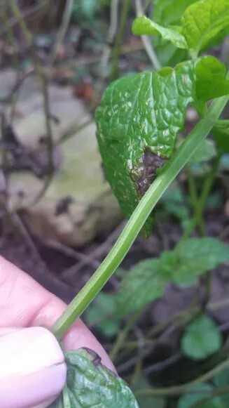 Mint square stem