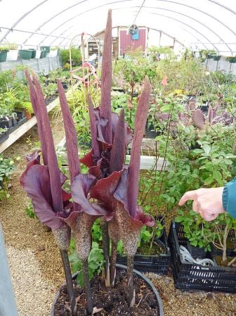 A group of tall, mottled purple inflorescences of Amorphophallus konjac, consisting of spadix and spathe