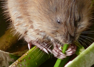 Muskrat eating plant Linda Tanner