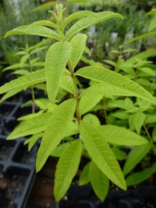 Close-up photo of lemon verbena leaves