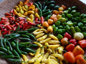 An array of chile pepper cultivars displayed in a basket