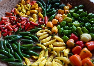 It Is Spicier in Texas &  We’re Gonna Talk About One of Our Food Passions: Capsicums!