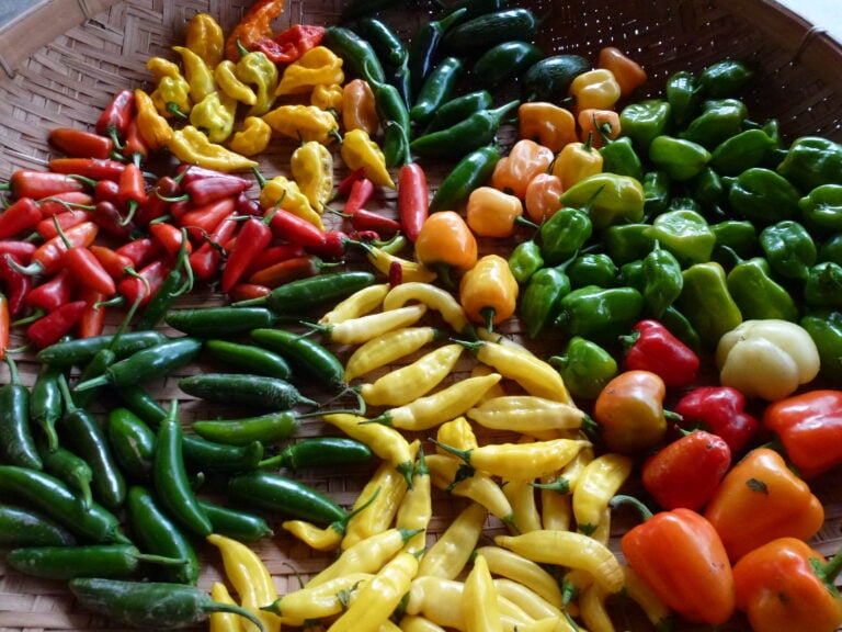It Is Spicier in Texas &  We’re Gonna Talk About One of Our Food Passions: Capsicums!