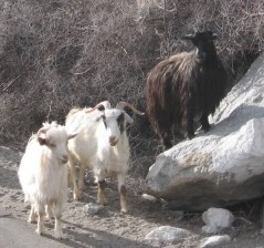 Picture of Pashmina goats