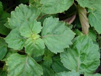 Picture of patchouli leaves, Pogostemon cablin