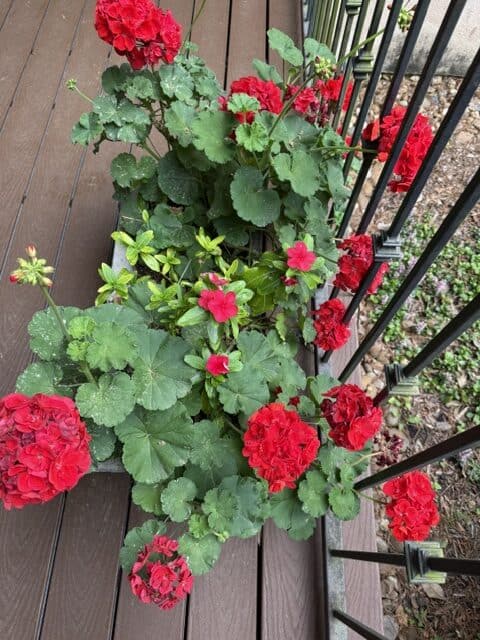 Red geraniums blooming in a garden planter with green leaves and black metal fence.