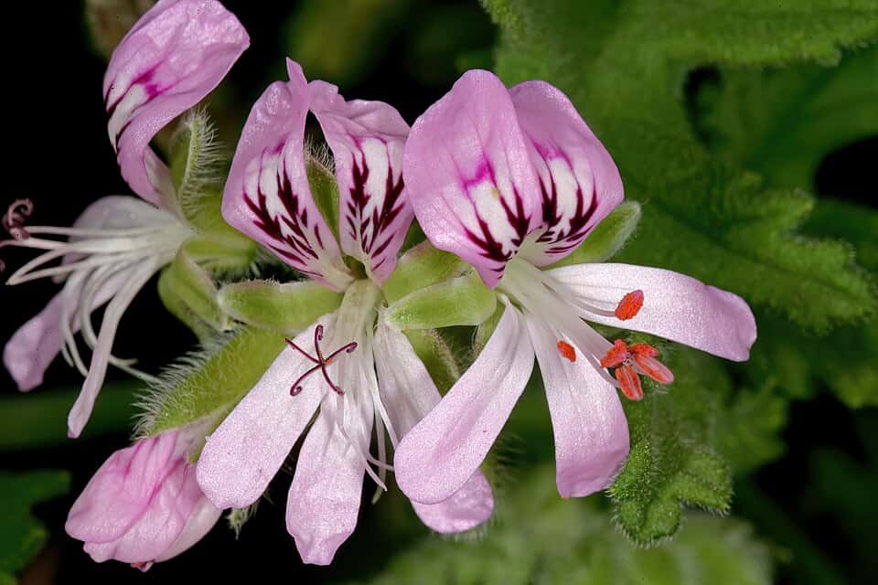 Close-up of pink and white herb flower with red stamens and green leaves.