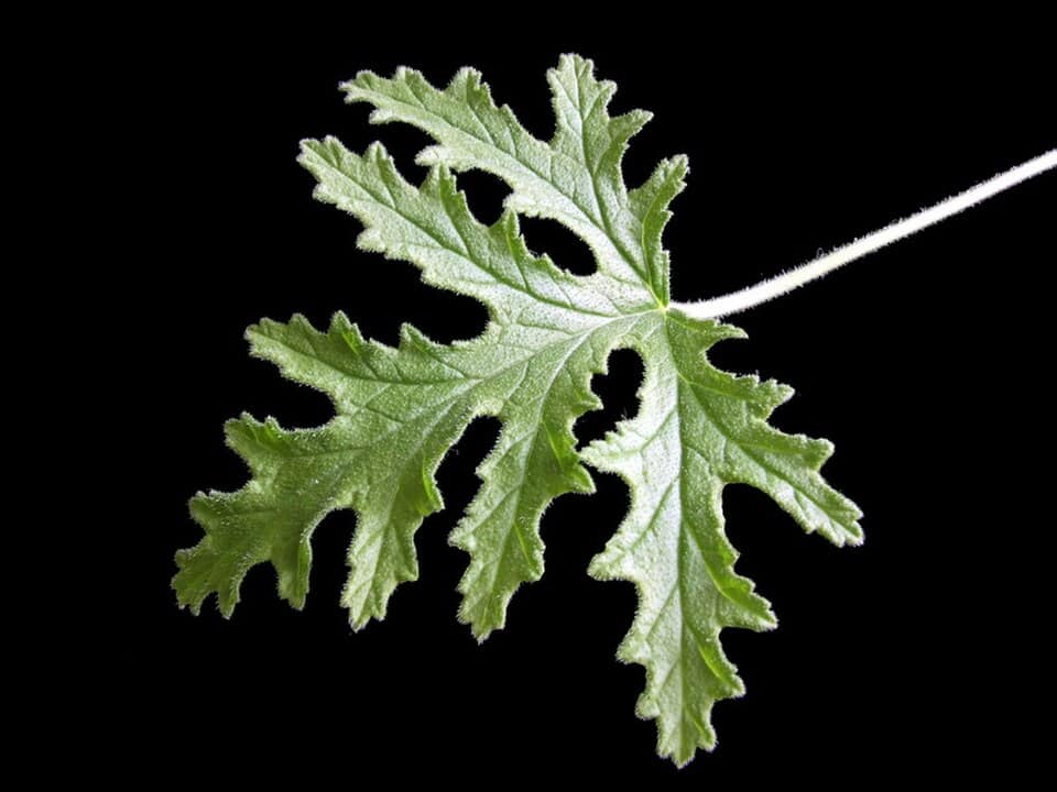 Green leaf with jagged edges on a black background.