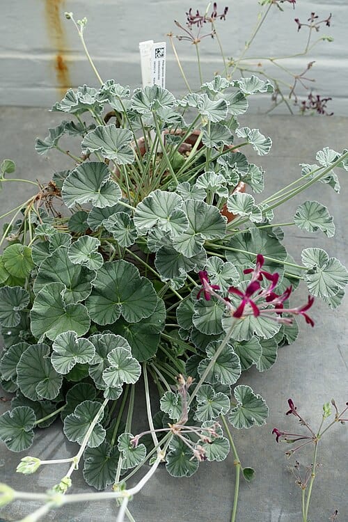 Close-up of a potted Pelargonium with variegated leaves and pink flowers.