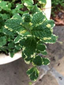Pineapple mint plant
