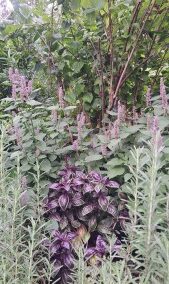 Herbs as Ornamental Plants in the Garden